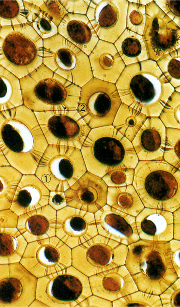 柿胚乳切片,示胞间连丝(400×)①细胞壁 ②胞间连丝