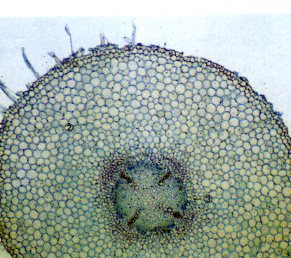 蚕豆根尖细胞图图片