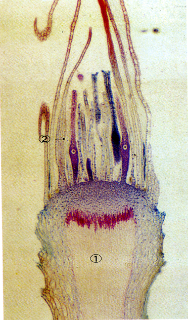 藓颈卵器切片手绘图图片