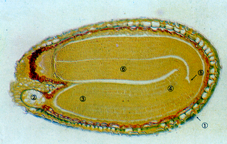 荠菜胚细胞结构图图片